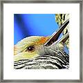 Female Red-bellied Woodpecker Close Up Framed Print