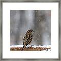 Female Sparrow In Snow Framed Print