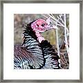 Female Wild Turkey Framed Print