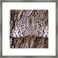 Ferentina Calico Butterfly Framed Print