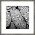 Fern Drops In Black And White Framed Print