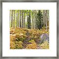 Fern Path Framed Print