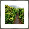 Ferns On The Oregon Trail Framed Print