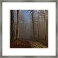 Foggy Morning In The Forest Framed Print