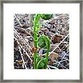 Fiddlehead Ferns In Spring Framed Print