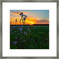 Field And Flower Sunset Framed Print