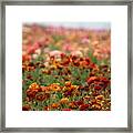 Field Of Burnt Orange And Honey Ranunculus Framed Print