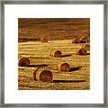 Field Of Gold #1 Framed Print