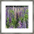 Field Of Lupines Square Framed Print