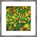 Field Of Orange And Yellow Daisies Framed Print