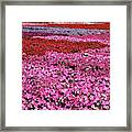Field Of Petunia Flowers Gilroy California Framed Print