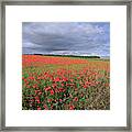 Field Of Poppies Framed Print