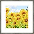 Field Of Sunflower Sunshine Framed Print