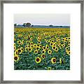 Field Of Sunshine Framed Print