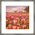 Field Of Tulips Framed Print