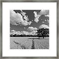 Field Of Wheat Framed Print