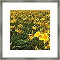 Field Of Yellow Lilies Framed Print