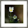 Field Pansy Framed Print