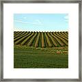 Field With Patterns Framed Print