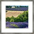 Fields Of Lavender And Harvested Wheat Framed Print
