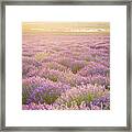 Fields Of Lavender Framed Print