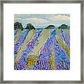 Fields Of Lavender Framed Print