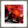 Fieryrose Framed Print