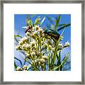 Fig Beetle Framed Print