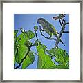 Fig Picker Parrot Framed Print