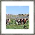 Fillies Day Out Framed Print