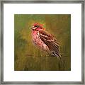 Finch Digital Framed Print