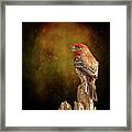 Finch From The Back Framed Print