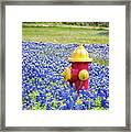 Fire Hydrant In The Bluebonnets Framed Print