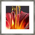 Fire Lily 1 Framed Print