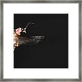 Firefly In Flight Framed Print