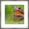Firefrog Framed Print