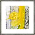 First Yellow Iris Framed Print