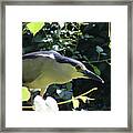 Fishing Bird Framed Print