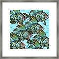 Fishy Fishy Framed Print
