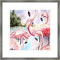 Five Flamingos Framed Print