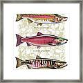 Five Salmon Species Framed Print