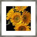 Five Sunflowers Framed Print