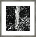 Fla-150523-nd800e-24853-bw-green Framed Print