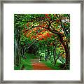 Flamboyant Trees-2- St Lucia Framed Print