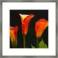 Flame Calla Lily Flower Framed Print