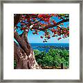 Flame Tree St Thomas Framed Print