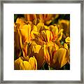 Flame Tulips Framed Print