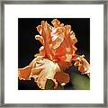Flaming Floral Framed Print