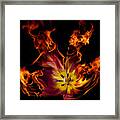 Flaming Parrot Tulip Framed Print