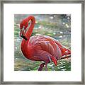 Flamingo 2 Framed Print